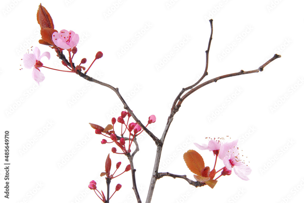 pink blossom cherry flower tree pink blossom cherry flower tree