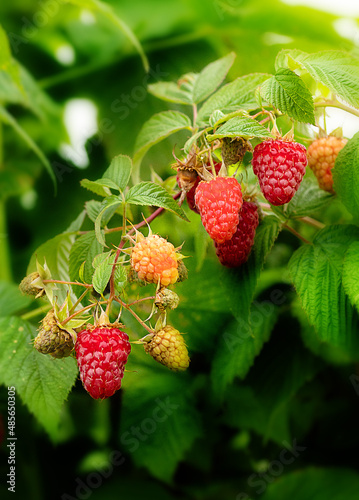 beautiful, Ripe, raspberries, sunset, delicious, cultivation, vitamins, growth, bunch, tasty, season, unripe, juicy, harvest, background, agriculture, vegetarian, leaf, fruit, plant, red, healthy, 