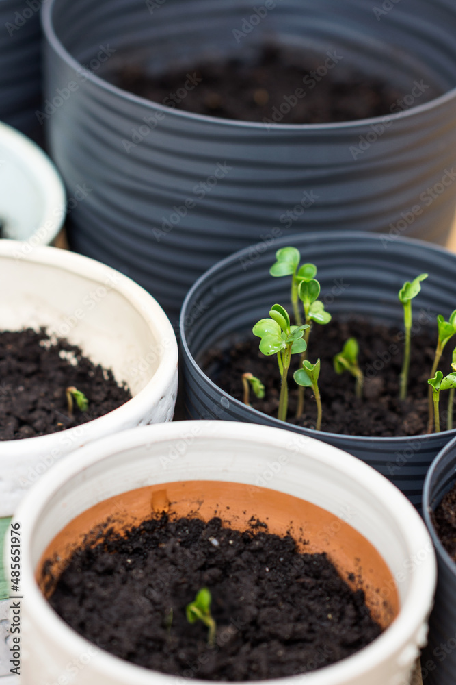 Vegetable seedlings in the small pots with black soil, radish sprouts growing in pot indoors in spring time, planting concept Vegetable seedlings in the small pots with black soil, radish sprouts growing in pot indoors in spring time, planting concept