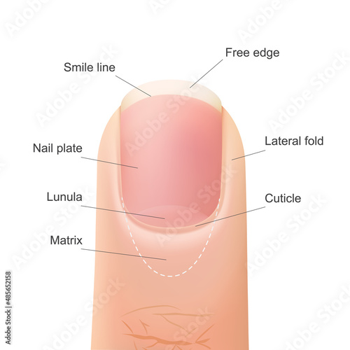 diagram of the structure of the nail