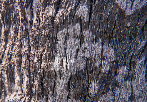 Gray and Brown Hairy Texture of the Bark of a Palm Tree photo