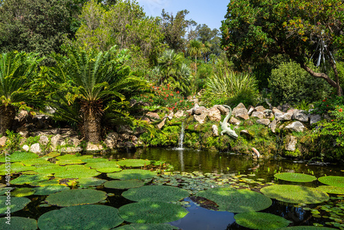 The scenic Crocodile Pond with aquatic plants at La Mortella Garden, Forio, Ischia, Italy