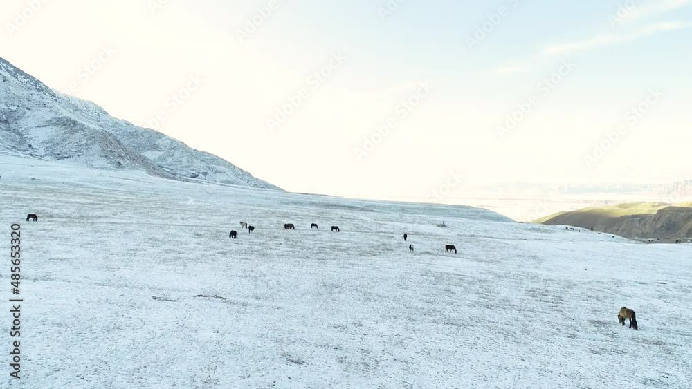 Aerial view of herd of wild horses grazing on pasture close to snowy mountains Aerial view of herd of wild horses grazing on pasture close to snowy mountains