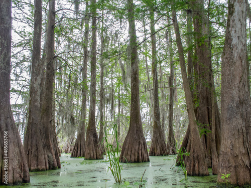 Louisiana Bayou with Tall Trees