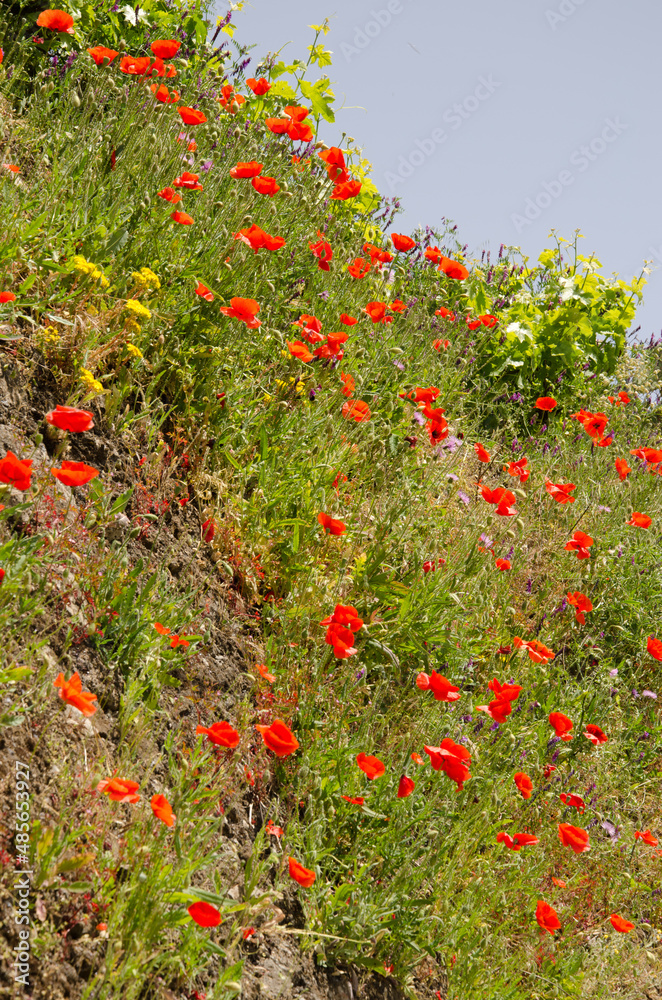 Common poppies Papaver rhoeas in bloom. Cueva Grande. Las Cumbres Protected Landscape. San Mateo. Gran Canaria. Canary Islands. Spain.