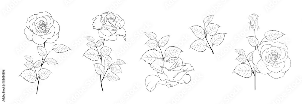 Set of differents roses on white background