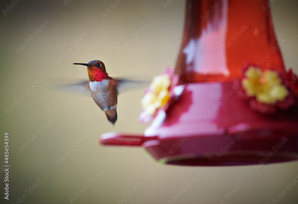 Obraz premium Hummingbird