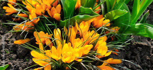 A flower bed with bright yellow crocuses and . Wide photo.