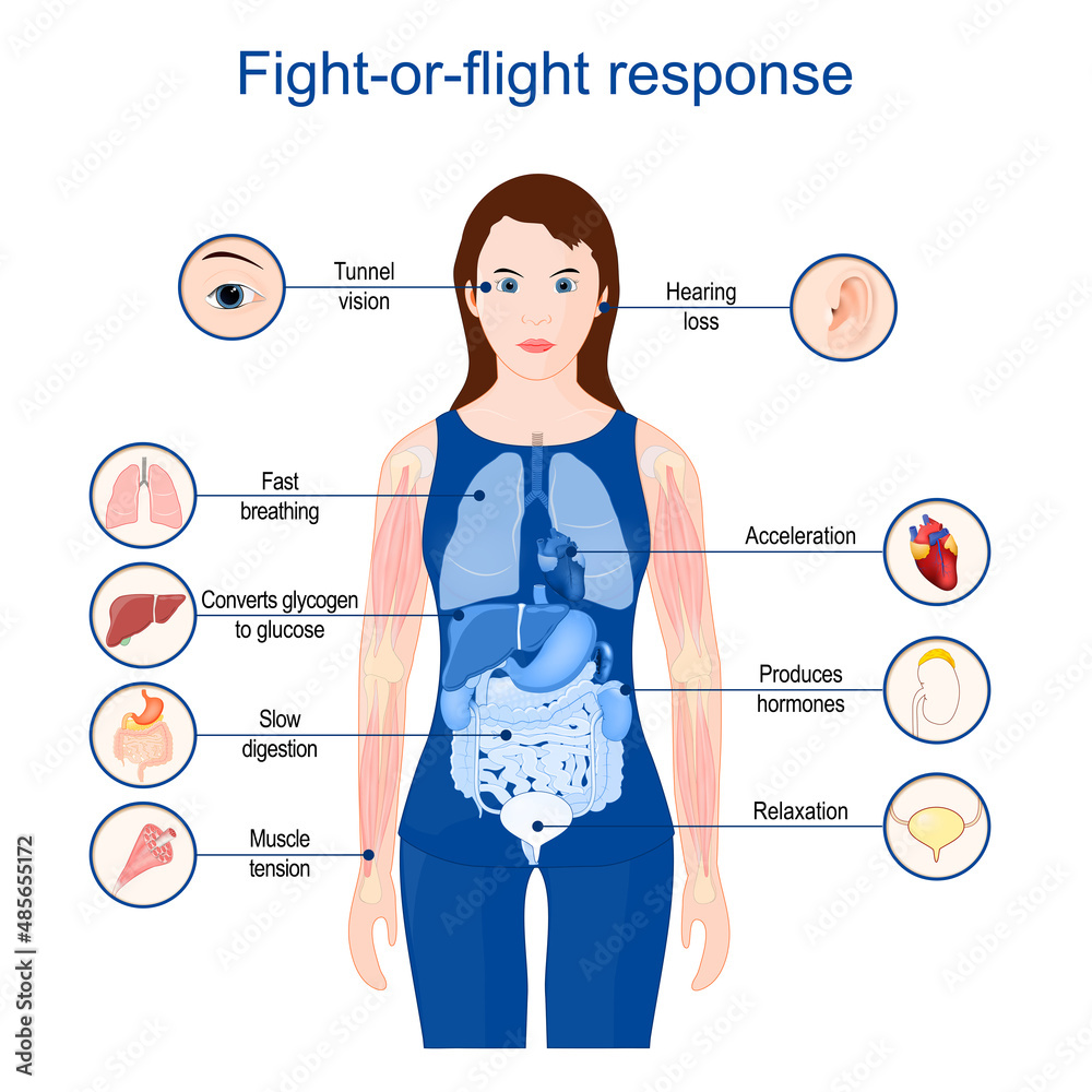 Photo & Art Print fight-or-flight-or-freeze. acute stress response ...