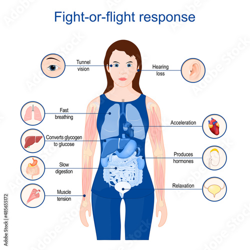 fight-or-flight-or-freeze.  acute stress response.