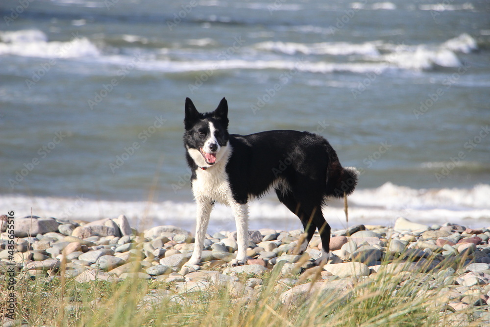 Border collie at the beach in North Wales