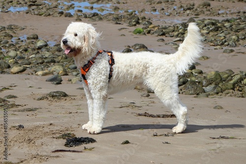 White Goldendoodle dog at the beach © sally