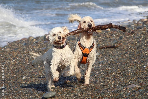Two goldendoodles sharing a stick on the beach in north wales