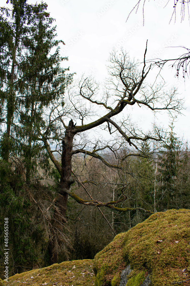 Fototapeta premium trees in the mountains Lubenec