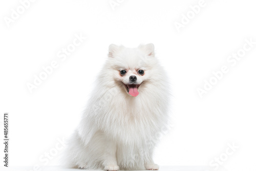 spitz branco em estudio fotográfico em fundo branco