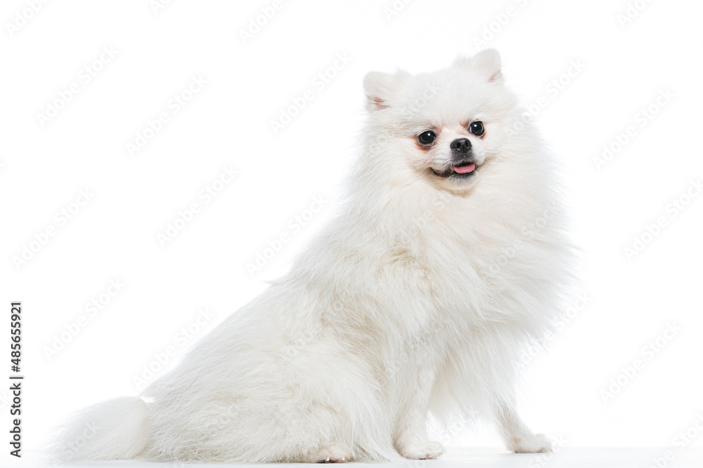 Obraz premium spitz branco em estudio fotográfico em fundo branco