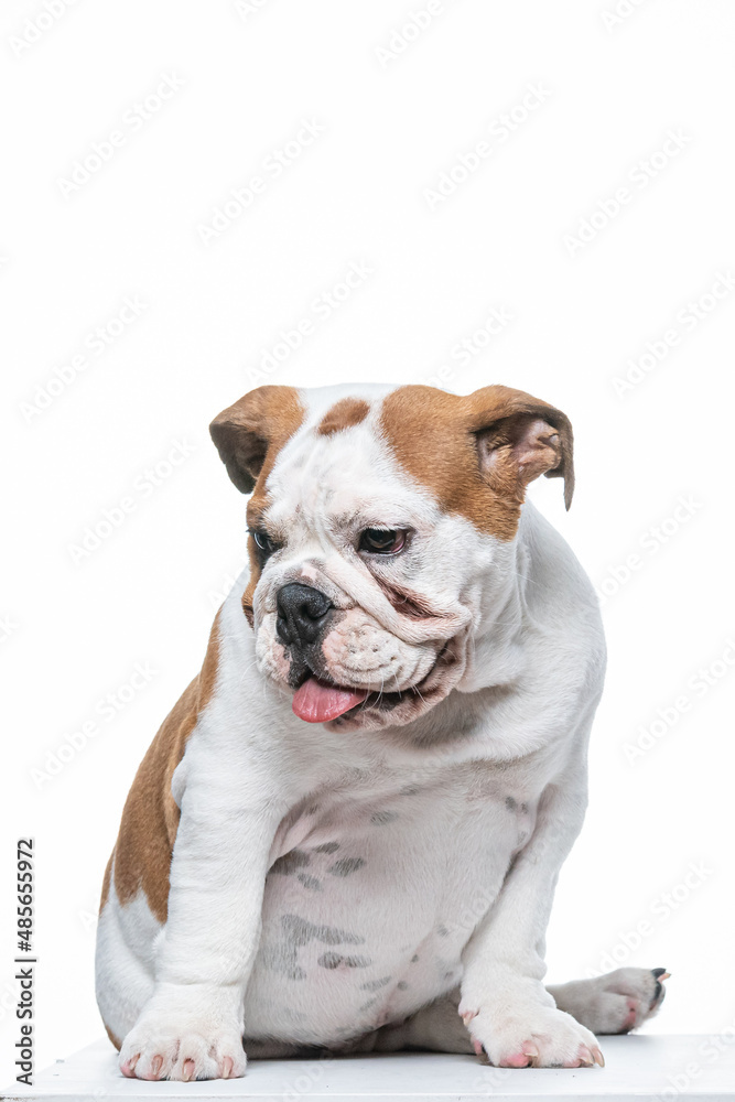 Fototapeta premium Buldogue Ingles bebê em fundo branco