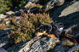 dog on the rock, Velky Ostry, Sumava