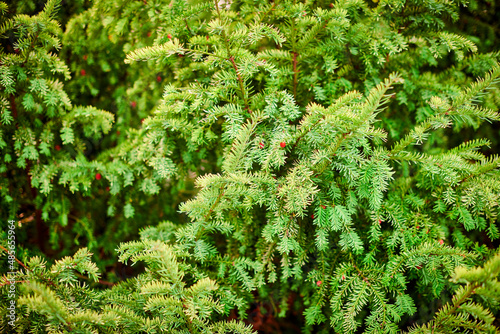 Fotografía Evergreen European yew tree foliage close up, Taxus baccata tree, green evergree