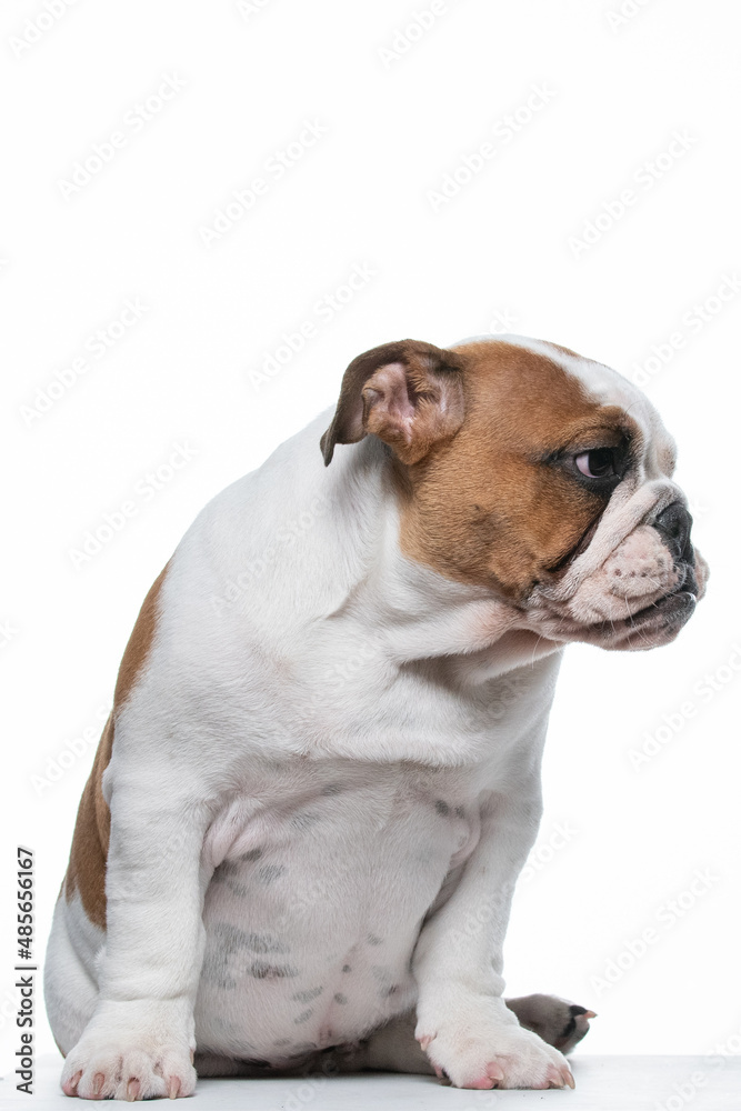 Obraz premium Buldogue Ingles bebê em fundo branco