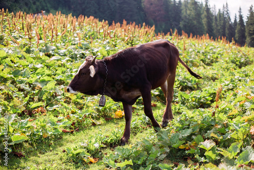 Closeup of a brown young calf. Cow eating grass against the background of the mountain valley. Cows grazing on pasture. Beefmaster cattle standing in a green field, farming concept photo