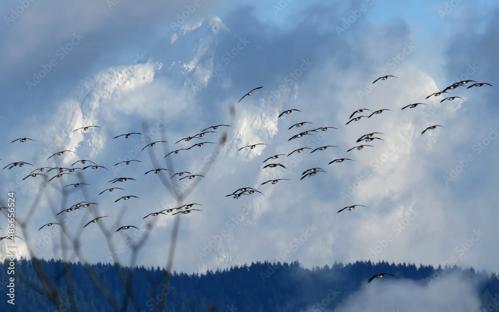 Canadian Geese practicing migration flights