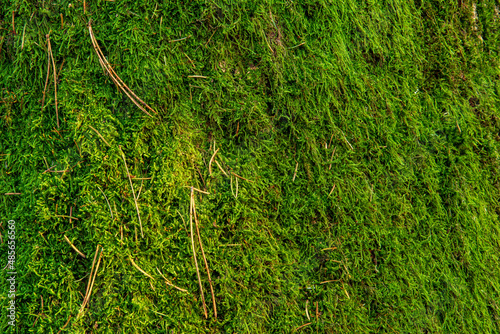 green moss on a tree in the forest