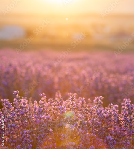 Lavender bushes closeup on sunset. Sunset gleam over purple flowers of lavender. Provence region of France.