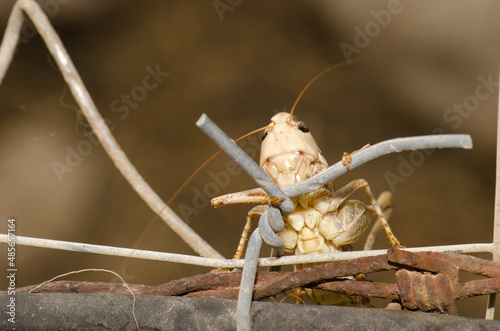 Southern wartbiter Decticus albifrons on a fence. Cruz de Pajonales. Tejeda. Gran Canaria. Canary Islands. Spain. photo