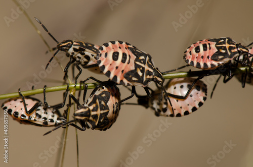 Nymphs of shield bug Euryderma ornata. Cruz de Pajonales. Integral Natural Reserve of Inagua. Tejeda. Gran Canaria. Canary Islands. Spain. photo