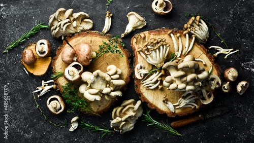 Banner with mushrooms. Mushroom set: Maitake Mushrooms, Brown beech mushroom, and champignons. Top view.