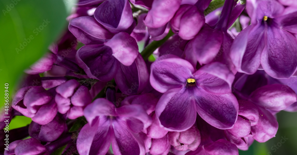 Lilac flower pink spring background. Lilac flower pink spring background.