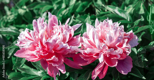Pale pink peonies on a background of green leaves.