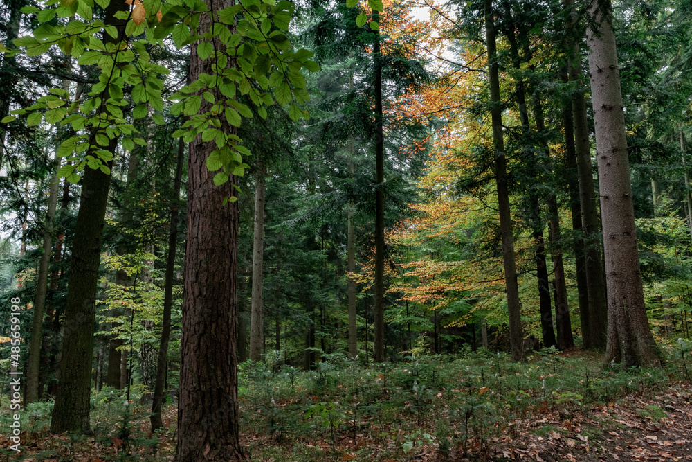 The beauty of nature in the forest