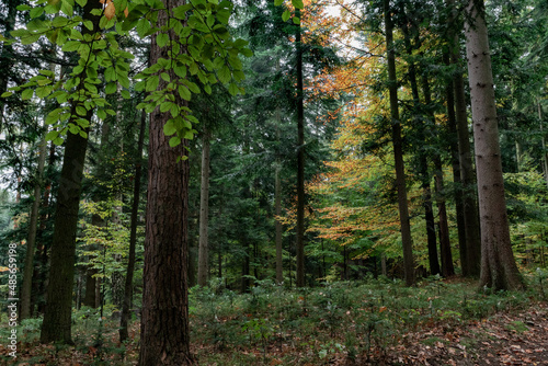 The beauty of nature in the forest