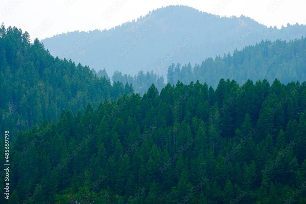Lush Green Forest in the Mountains Pine Trees Layers of Valleys