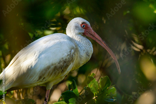 A white ibis seen through mangroves