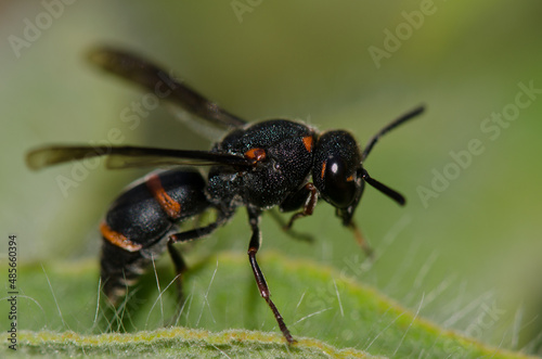 Potter wasp Ancistrocerus haematodes rubropictus. Integral Natural Reserve of Inagua. Tejeda. Gran Canaria. Canary Islands. Spain. photo