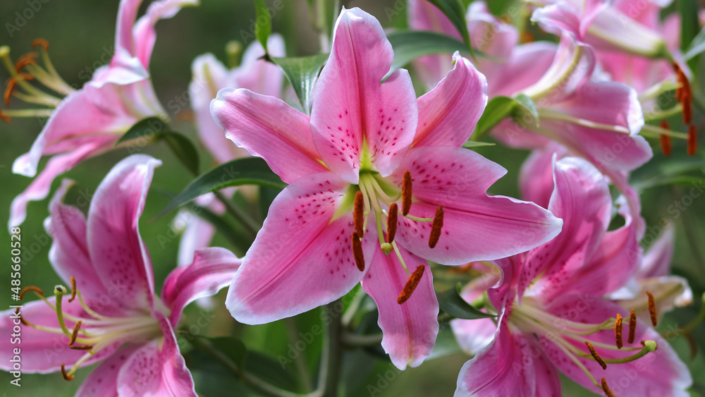  Blooming pink tender Lily flower. Pink Stargazer Lily flowers background. Closeup of pink stargazer lilies and green foliage. Summer . Bouquet of large Lilies .Lilium, belonging to the Liliaceae.