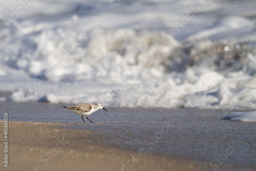 A single sandpiper against a background of waves photo