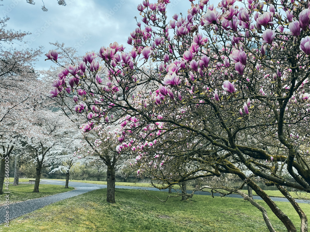 Magnolia