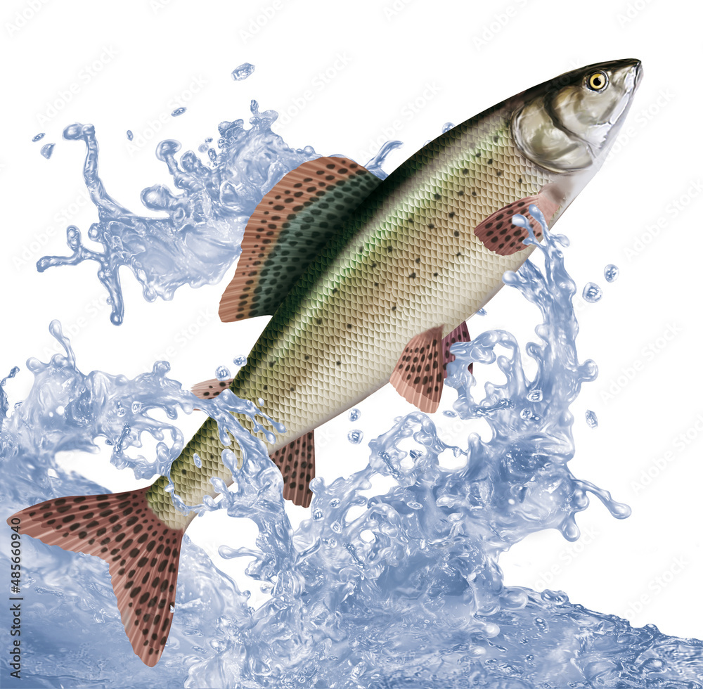 poisson , ombre commun , perche, pêche, animal, isolé, aliment,