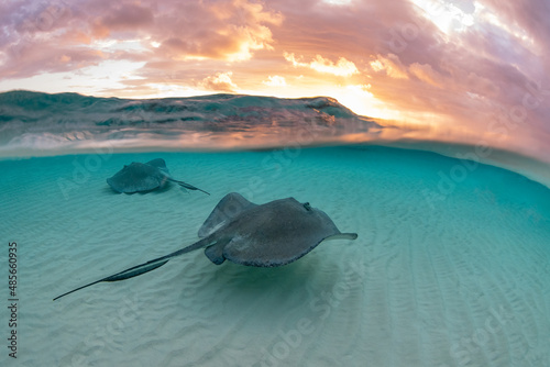 Schilderij op canvas Southern Stingray, Hypanus americanus