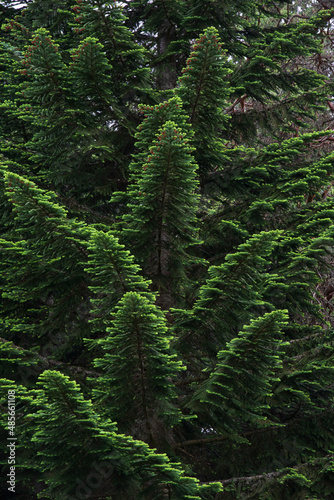 Pacific silver fir  Abies amabilis  branches with green needles