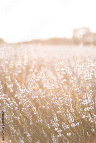 Sunset over a white lavender field in Provence, France.