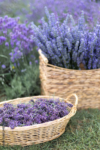 Harvesting season. Lavender bouquets and basket.