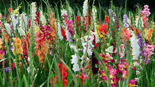 Slowly panning close up shot of multicolored gladiola on a beautiful flower field for self picking. Flower farming for colorful decoration. photo