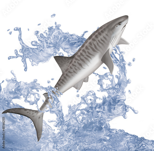 poisson   requin tigre     perche  p  che  animal  isol    aliment  gicl  e  eau  nature  attraper  blanc  ailette  comestible  vague  sauter  douce  fleuve  lac  aquarium  queue  frais    caill  e  brut  