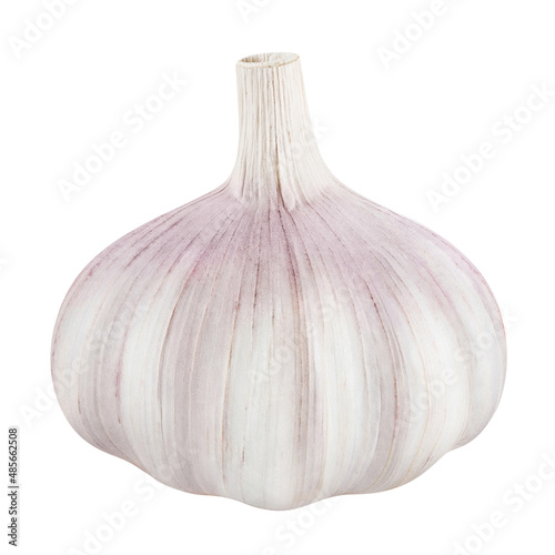 Single delicious garlic bulb, isolated on white background