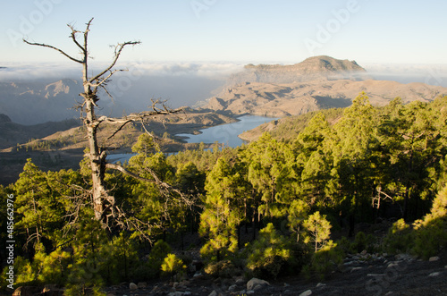 Forest of Canary Island pine Pinus canariensis, Las Ninas dam and massif of Tauro. The Nublo Rural Park. Gran Canaria. Canary Islands. Spain. photo